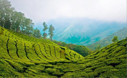 Munnar Dreams Exterior foto